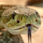 Мир змей / World of snakes