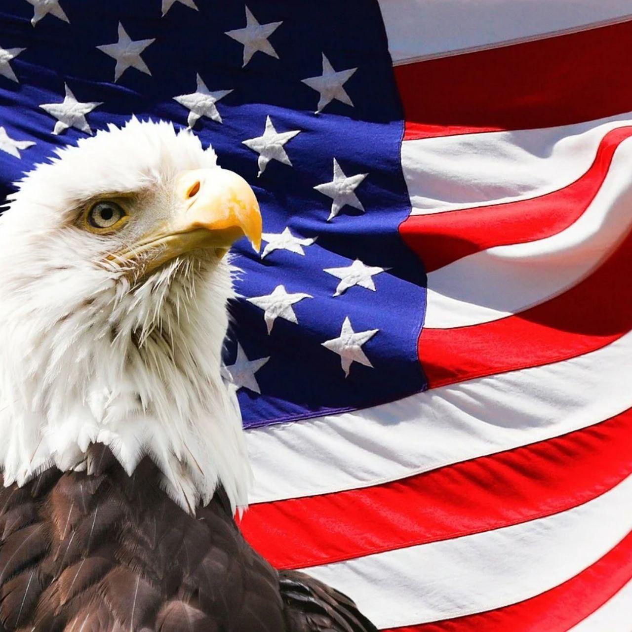 Символ Америки белоголовый Орлан. Флаг США. Американский Орел. Популярный символ США. Vk americans