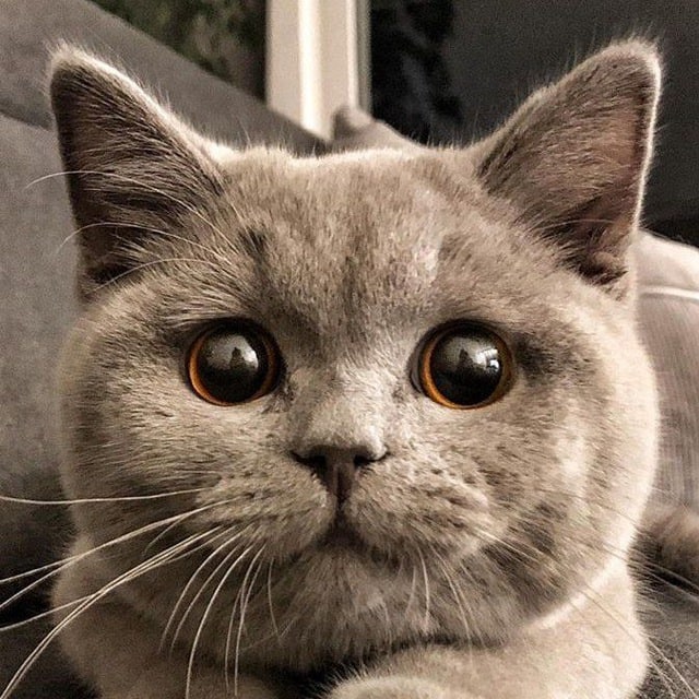 Котейкин вайб • Канал Telegram